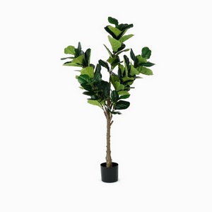 Изображение товара Фикус Лирата Cosmo Ficus NAL19-0074