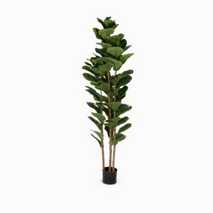 Изображение товара Фикус Лирата 3 ствола Cosmo Ficus NAL21-3217