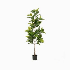 Изображение товара Фикус Эластика Cosmo Ficus NAL20-8024