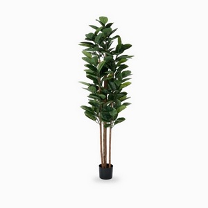 Изображение товара Фикус Эластика Cosmo Ficus NAL20-8029