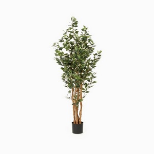 Изображение товара Фикус Бенжамина Cosmo Ficus NAL20-8185