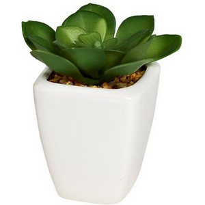 Изображение товара Суккулент в горшочке 9 см (12) Garda Decor 8J-1735381