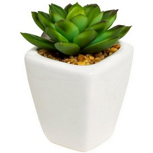 Изображение товара Суккулент в горшочке 9 см (12) Garda Decor 8J-1735382