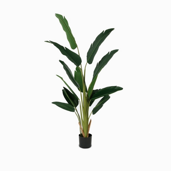 

Банановое дерево куст Cosmo Banana Tree NAL22-3636, Banana Tree NAL22-3636