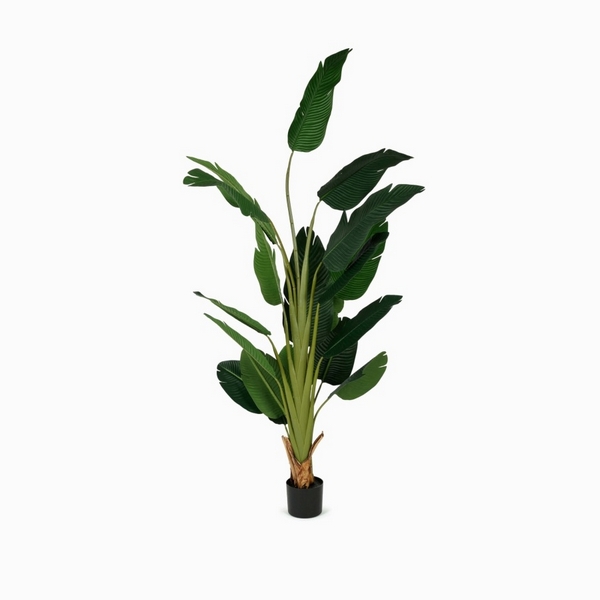 

Банановое дерево Cosmo Banana Tree NAL22-3637, Banana Tree NAL22-3637