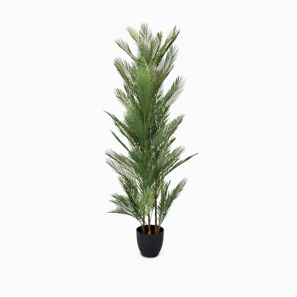 

Ховея Пальмовая Cosmo Palm NAL19-0248, Palm NAL19-0248