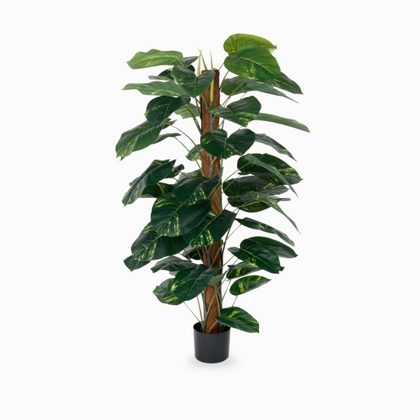 

Диффенбахия Cosmo Dieffenbachia NAL21-3460, Dieffenbachia NAL21-3460