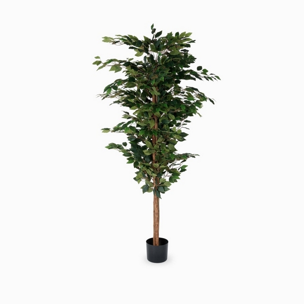 

Фикус Бенжамина Cosmo Ficus NAL20-8196, Ficus NAL20-8196