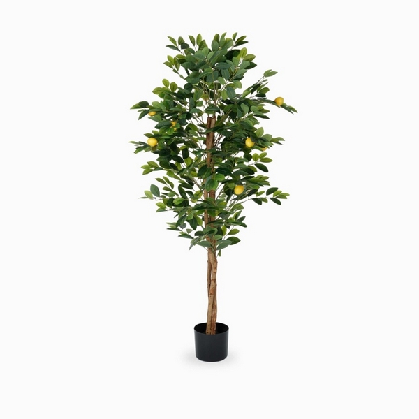 

Лимонное дерево Cosmo Lemon Tree NAL20-8535, Lemon Tree NAL20-8535